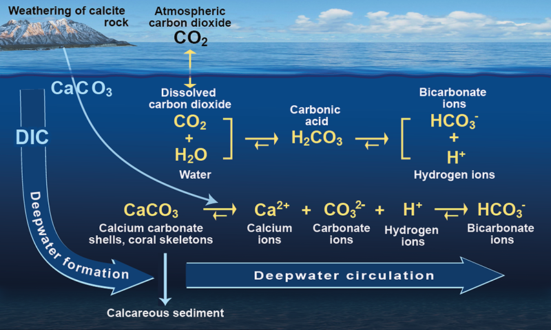 Diagram of the carbon solubility pump
