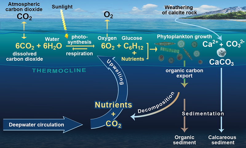 Diagram of the biological carbon pump